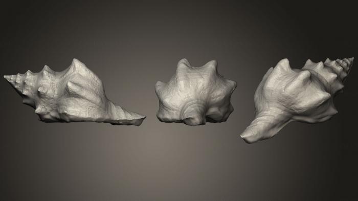 Stones and shells (ROCKS_0035) 3D model for CNC machine